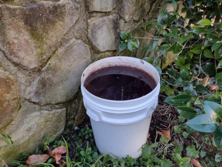 Aged weed tea in a bucket