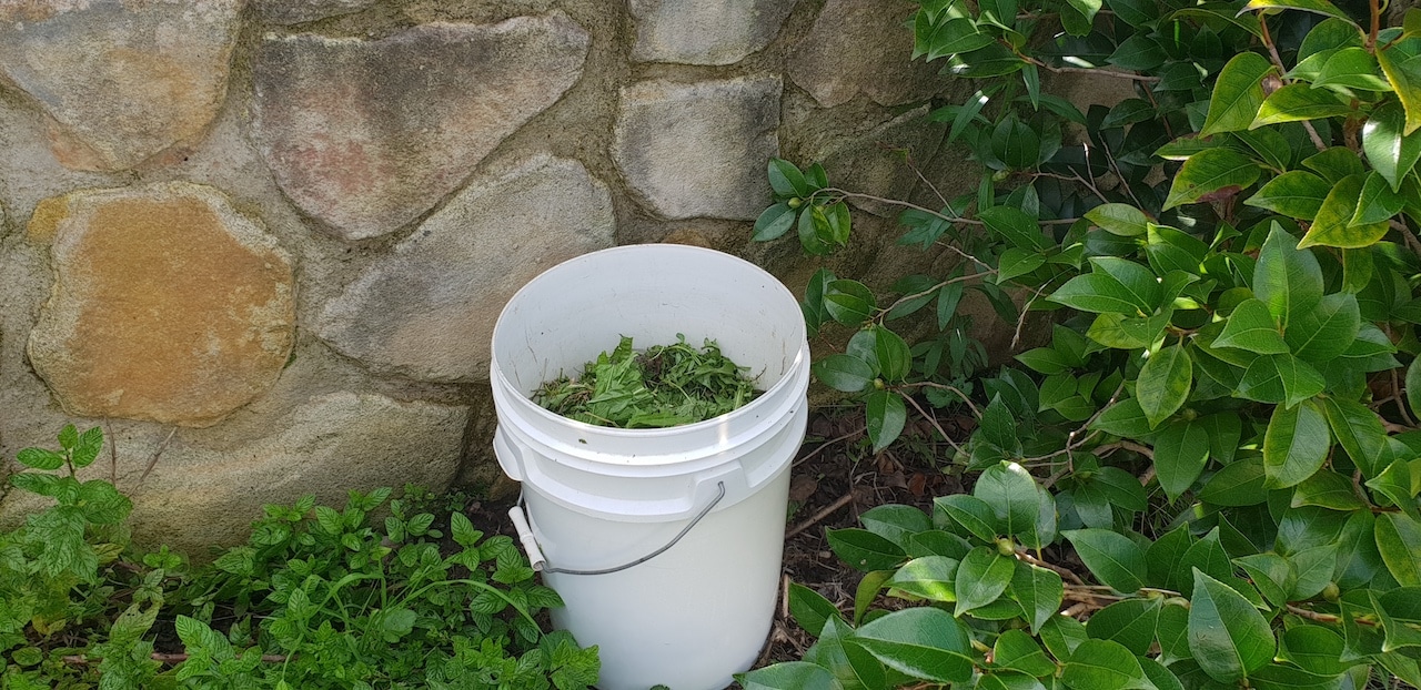 Bucket of weeds placed in its final position, prior to adding water