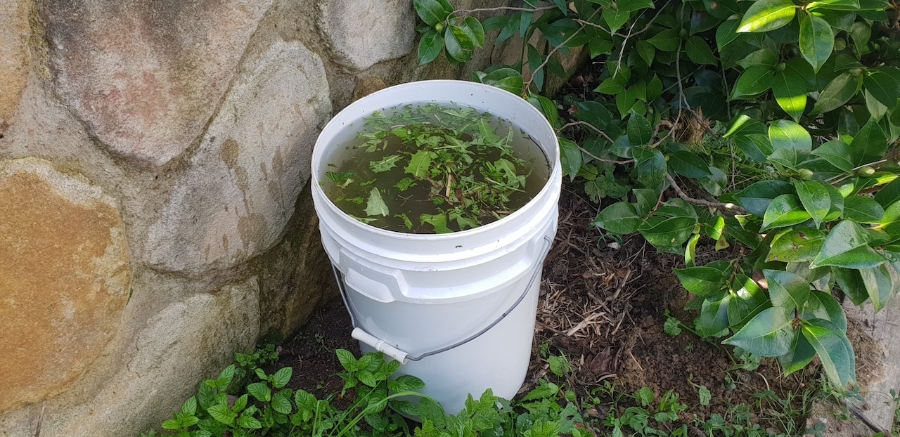 Bucket of weeds filled with water