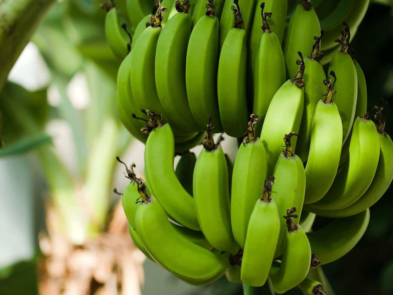 Bunch of green bananas