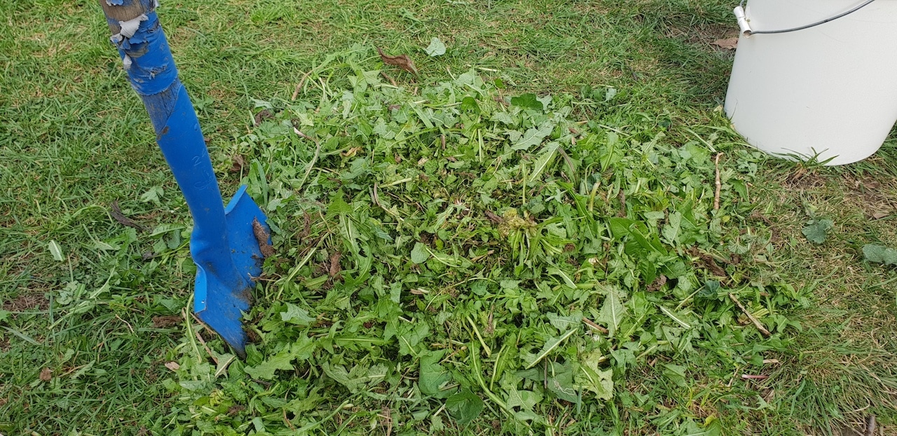 Chopping the weeds with the sharpened shovel