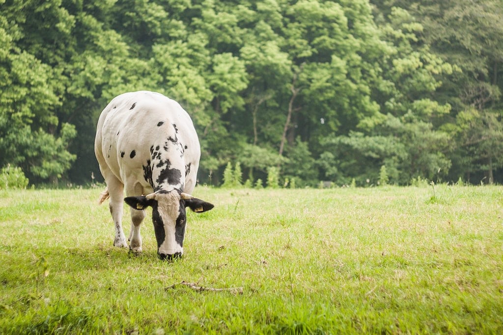 Cow grazing in a field of grass