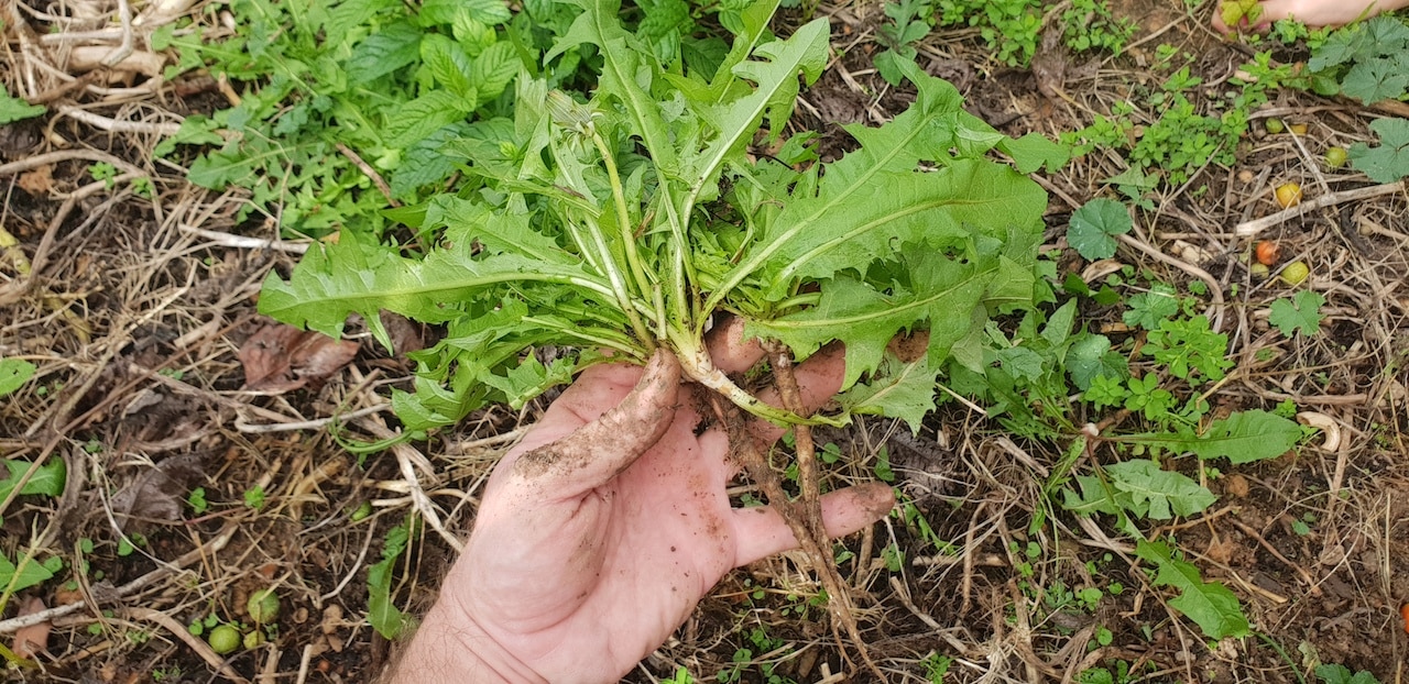 Dandelions with thick taproots help to decompact soil