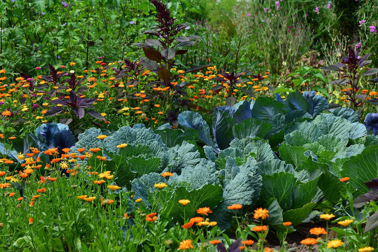 Densely planted garden with a variety of plants