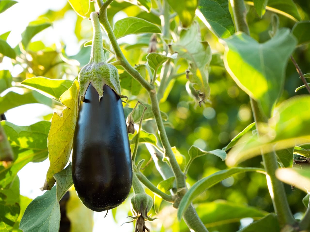 Eggplant on the plant