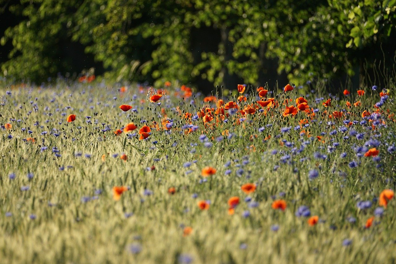 Field full of flowers