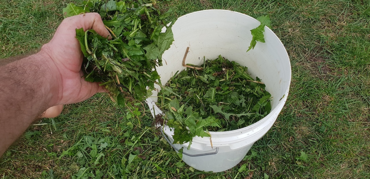 Gardener putting the chopped weeds into the bucket