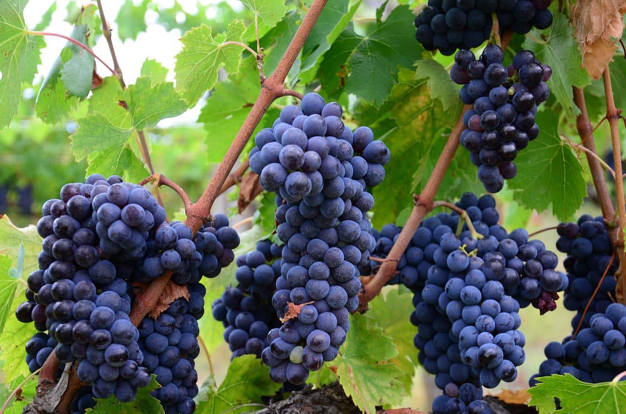 Purple grapes on the vine