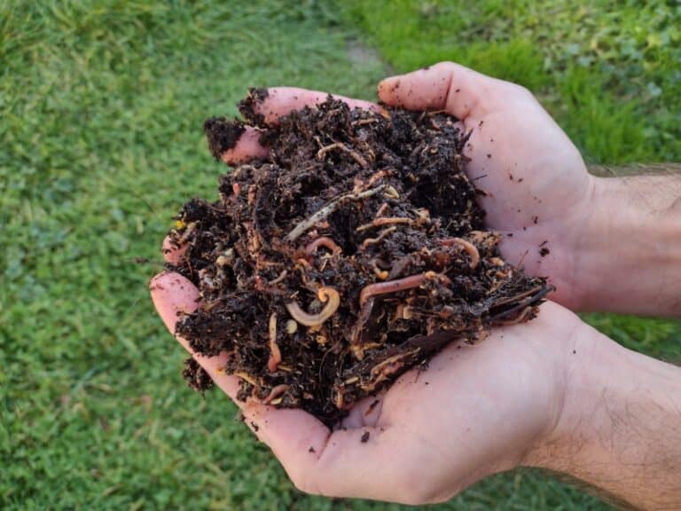 Living soil and worm castings full of worms