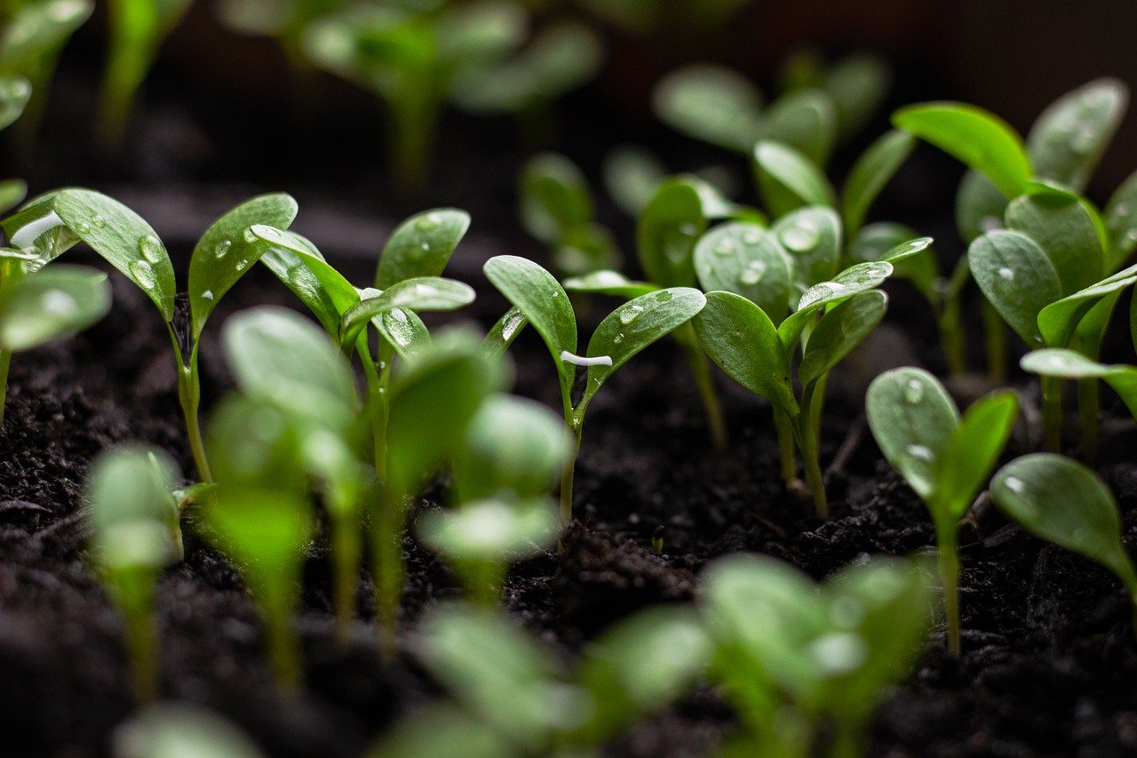 Seedlings growing in soil