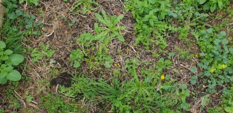 Garden soil full of different kinds of weeds