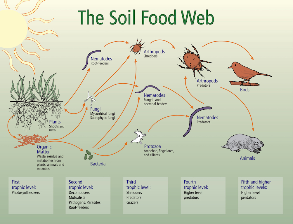 Diagram of the soil food web shows how organic matter is consumed by the primary consumers (bacteria and fungi), which in turn are predated upon by the second-level consumers, and so on. Further details below.