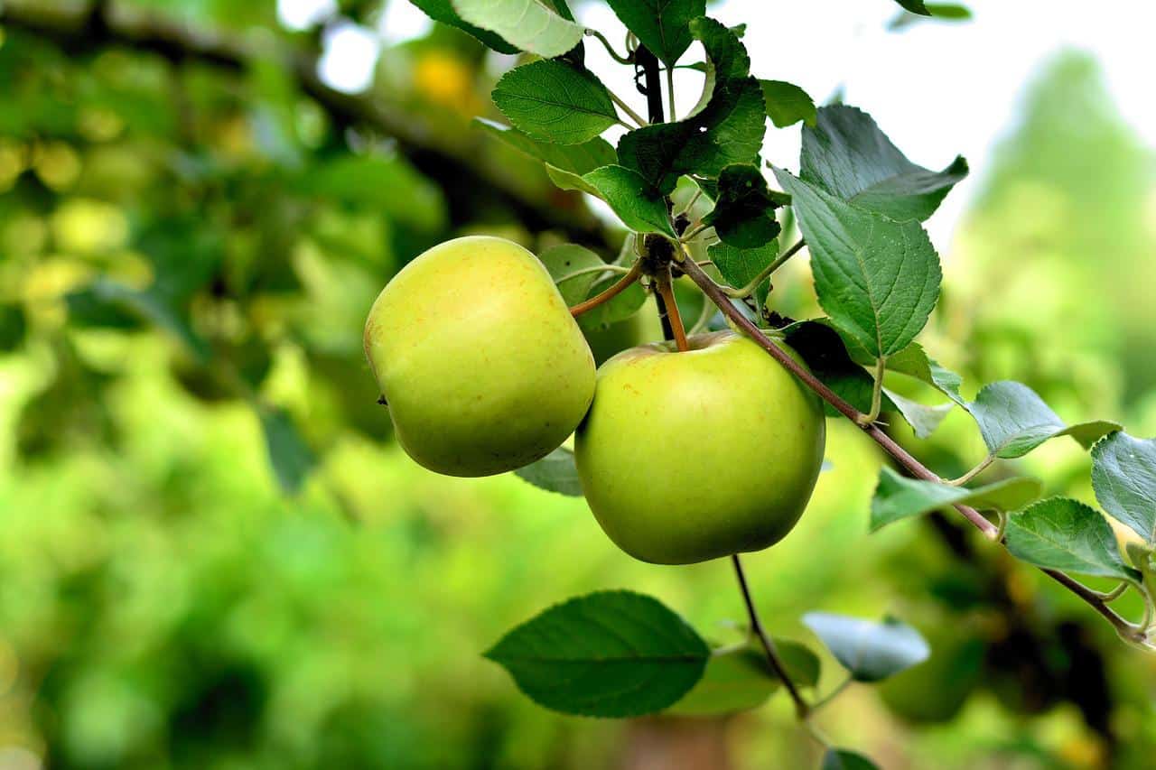 Two apples on an apple tree