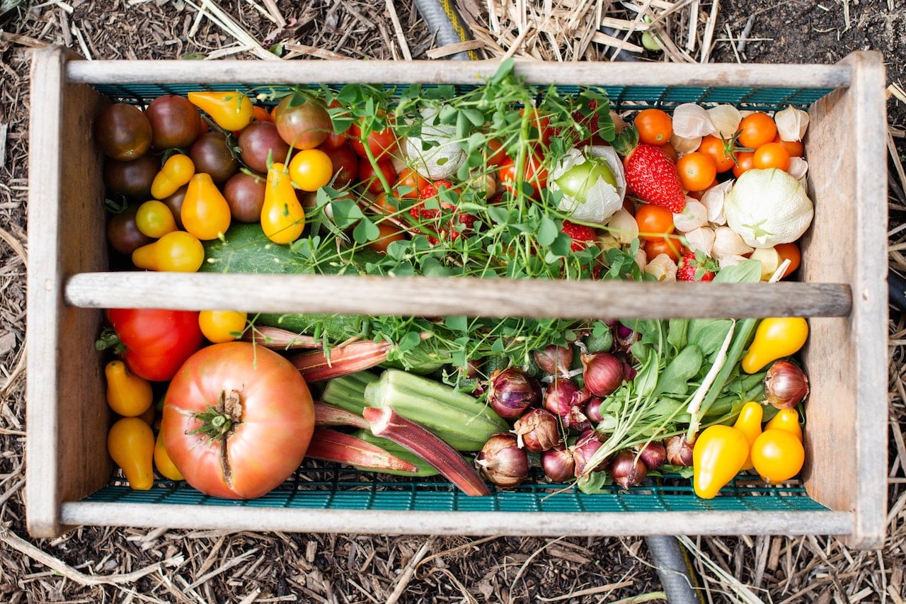 Variety of fresh food and vegetables