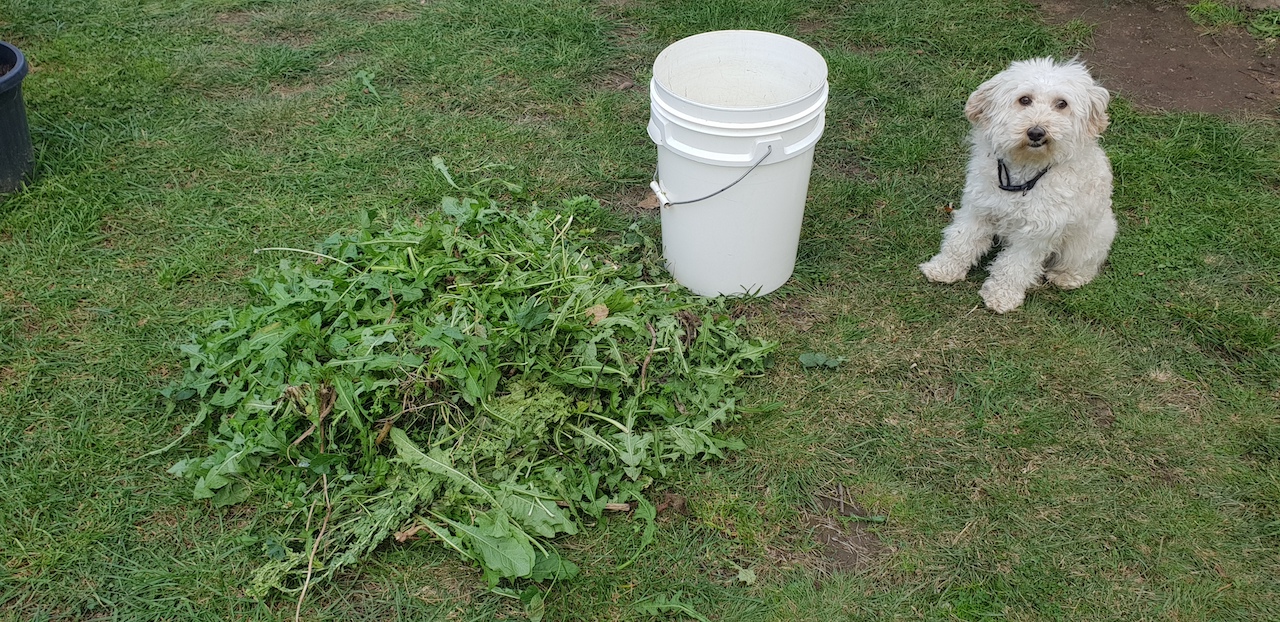 Weeds placed next to the bucket. Dog sitting near by smiling